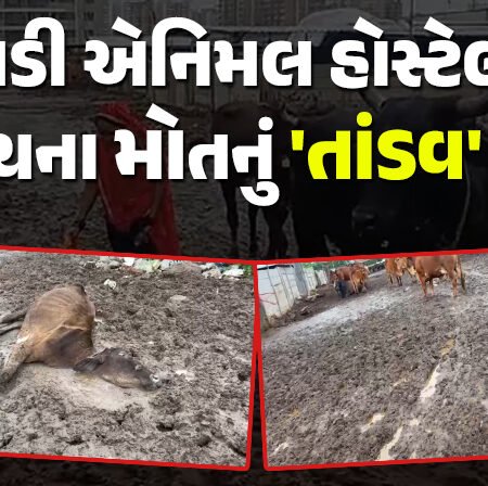 <span class="nnColorfulPostColor" style="color:rgb(0,0,0,1)">રાજકોટની મવડી એનિમલ હોસ્ટેલમાં ગાયના મોતનું ‘તાંડવ’ શરૂ:  મનપા સગવડના નામે કશું જ આપતી ન હોવાનો માલધારીઓનો આક્ષેપ</span>