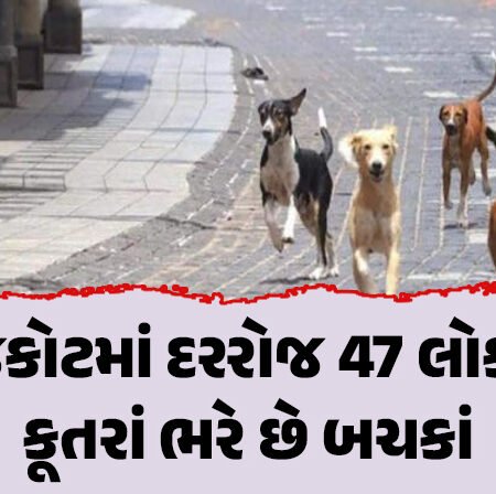 <span class="nnColorfulPostColor" style="color:rgb(0,0,0,1)">રાજકોટમાં દરરોજ 47 લોકોને કૂતરાં ભરે છે બચકાં : ખસીકરણ પાછળ કરોડોનું આંધણ છતા વસતીવધારો યથાવત</span>