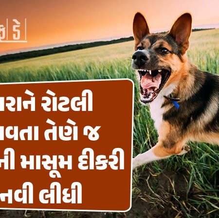 <span class="nnColorfulPostColor" style="color:rgb(0,0,0,1)">રાજકોટના શાપરમાં 5 વર્ષની બાળકીને કૂતરાએ ગળાના ભાગે બચકું ભરી લેતા નીપજ્યું મોત, પરિવારમાં શોક</span>