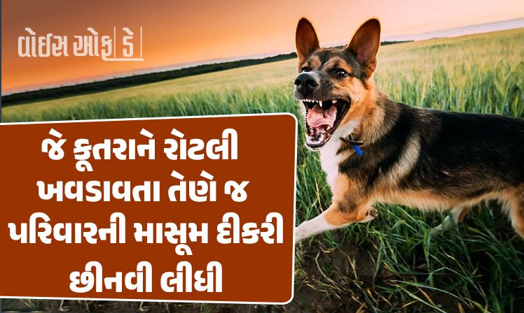 <span class="nnColorfulPostColor" style="color:rgb(0,0,0,1)">રાજકોટના શાપરમાં 5 વર્ષની બાળકીને કૂતરાએ ગળાના ભાગે બચકું ભરી લેતા નીપજ્યું મોત, પરિવારમાં શોક</span>