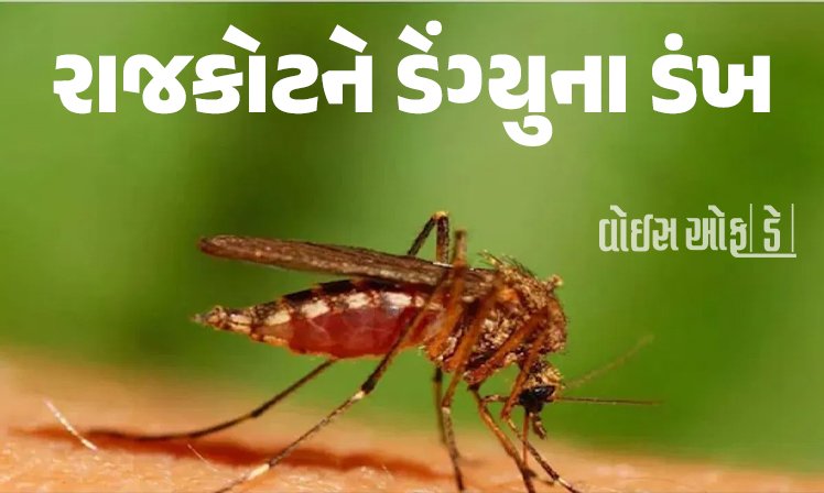 <span class="nnColorfulPostColor" style="color:rgb(0,0,0,1)">રાજકોટને ડેંગ્યુના ડંખ : હજુ નવેમ્બર સુધી ‘ત્રાસ’ રહેશે, એક સપ્તાહમાં વધુ પાંચ કેસ મળ્યા</span>