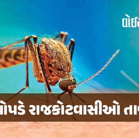 <span class="nnColorfulPostColor" style="color:rgb(0,0,0,1)">મનપા ચોપડે રાજકોટવાસીઓ તાજામાજા : ડેંગ્યૂના માત્ર 4 જ દર્દી, મેલેરીયા-ચીકનગુનીયાના પણ માત્ર નોંધવા પૂરતા એક-એક દર્દી</span>